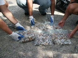 Volunteers bag butts