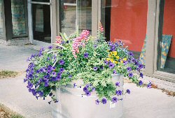 Downtown Streetside Planters